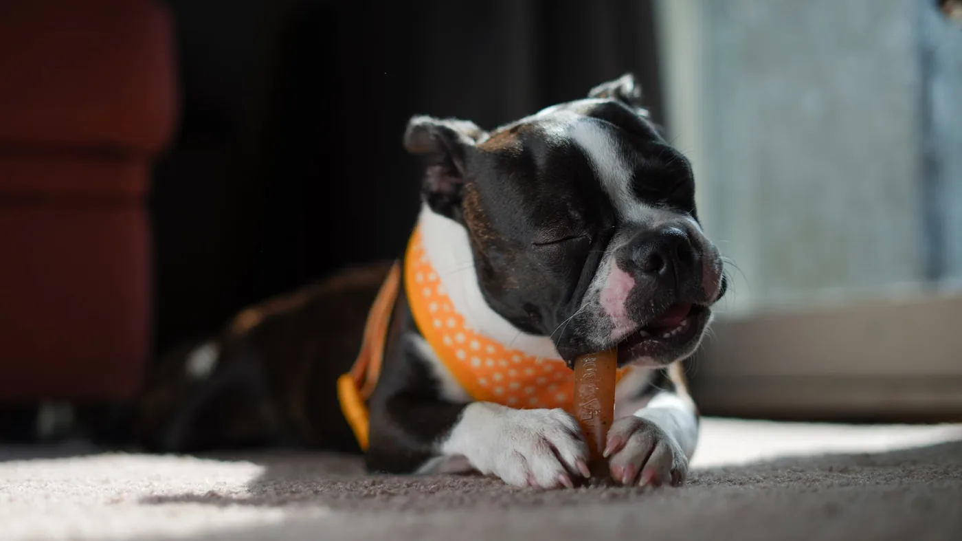 Close-up of a Boston Terrier puppy enjoying a chew toy indoors.