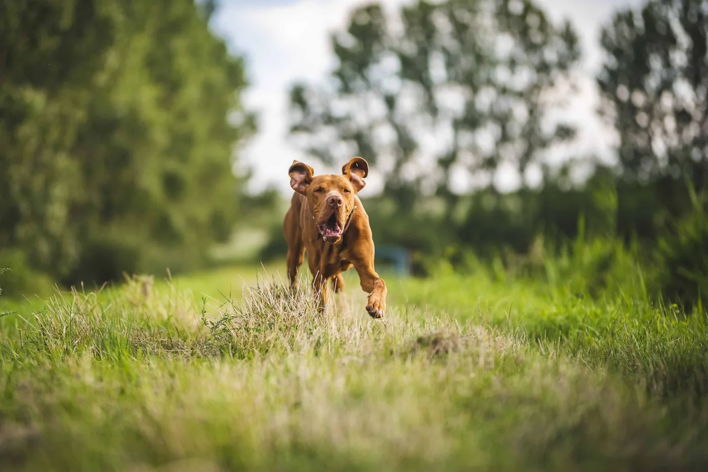 A happy brown dog joyfully running through a lush green field in Slovakia.