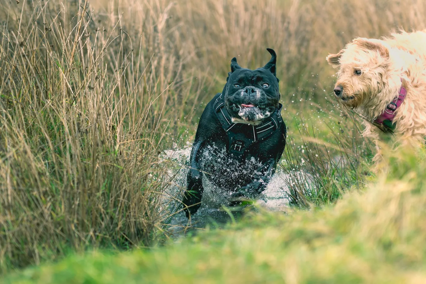 Two energetic dogs splash through water in a grassy outdoor setting.