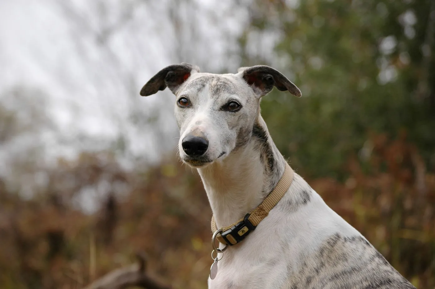 Portrait of a whippet dog outdoors with a blurred natural background.
