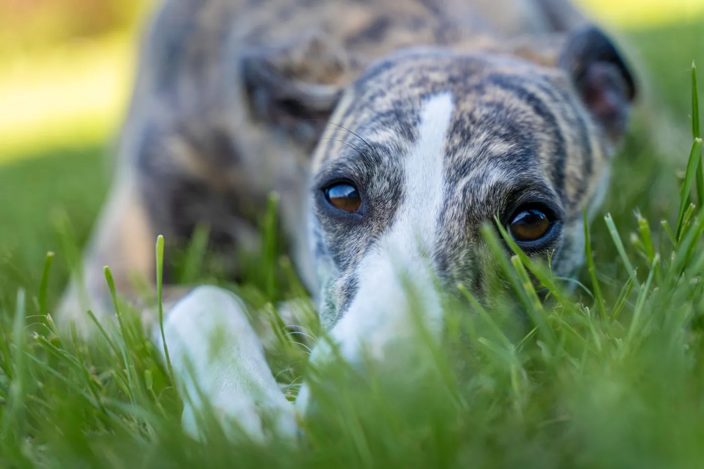 A Greyhound relaxes in vibrant green grass during a sunny day.