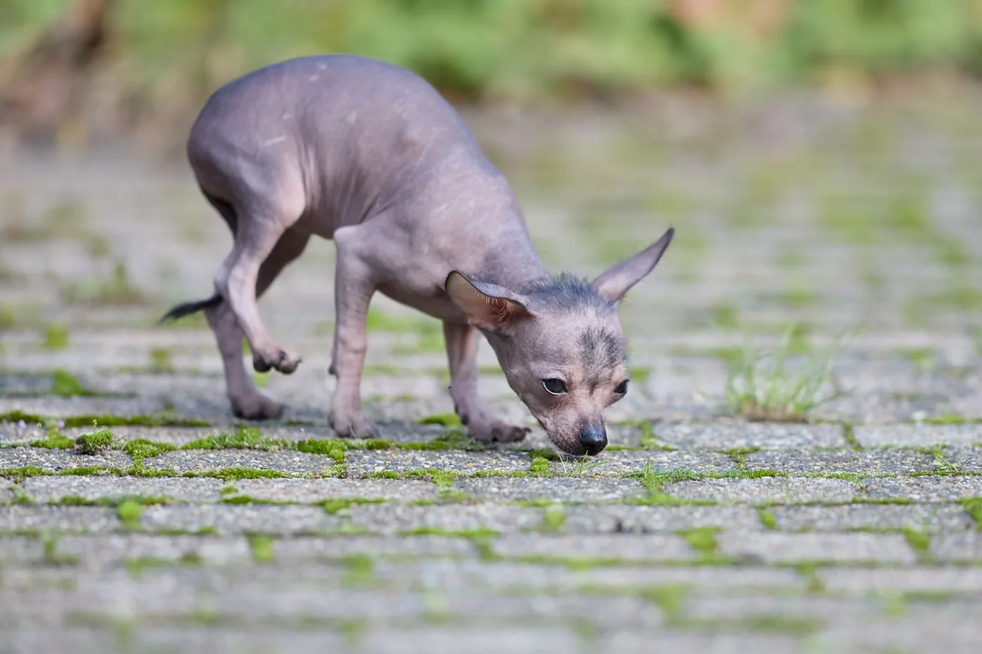 Cute Xoloitzcuintli puppy sniffing the ground on a moss-covered pavement, exploring its surroundings.
