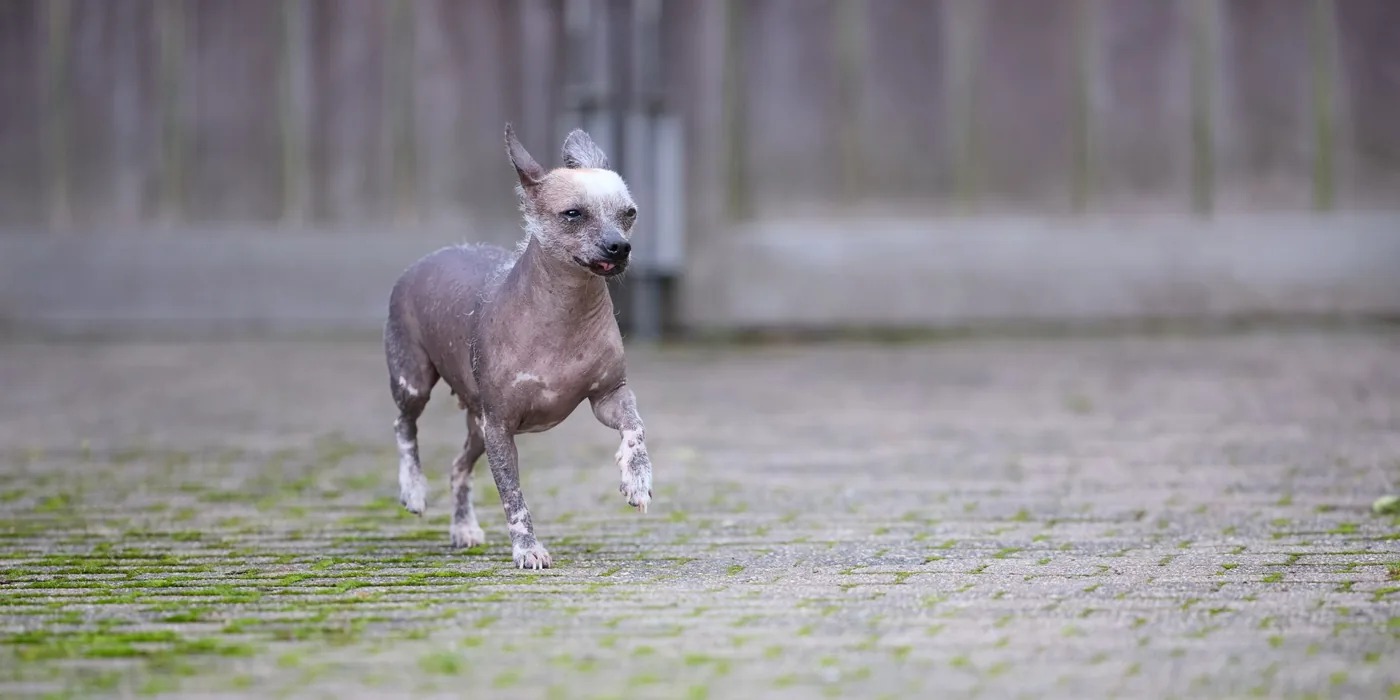 A playful hairless dog running joyfully on a mossy path, showcasing its agility.