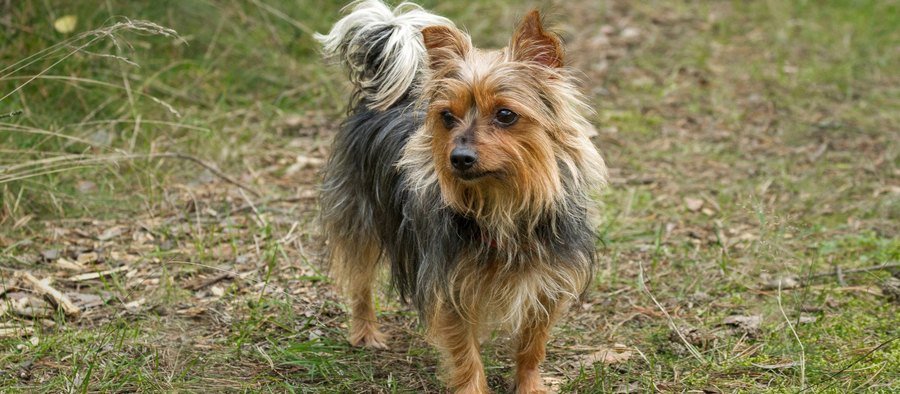 Yorkshire terrier debout dans l’herbe, oreilles dressées