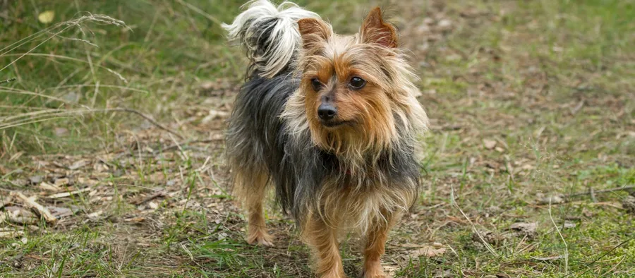 Yorkshire terrier debout dans l’herbe, oreilles dressées