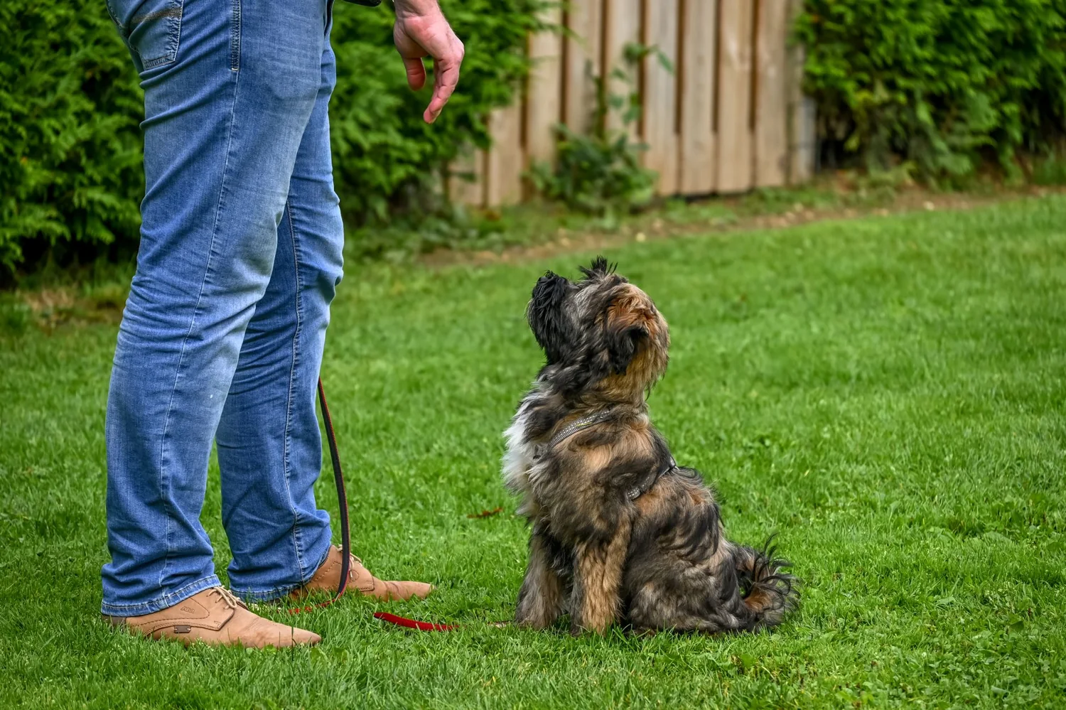 Chien attentif en séance d'éducation avec son maître en extérieur