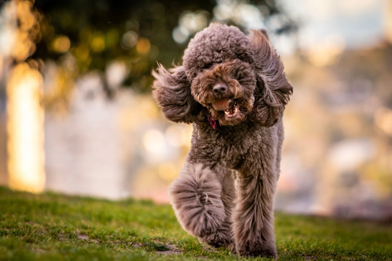 Un chien joyeux revient en courant vers son maître dans un parc ensoleillé